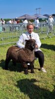 PEDIGREE COLOURED RYELAND RAM LAMB - 4