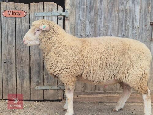 PEDIGREE POLL DORSET SHEARLING RAM
