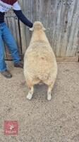 PEDIGREE POLL DORSET SHEARLING RAM - 2