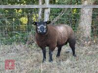 PEDIGREE BLUE TEXEL RAM LAMB