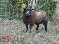PEDIGREE BLUE TEXEL RAM LAMB - 2