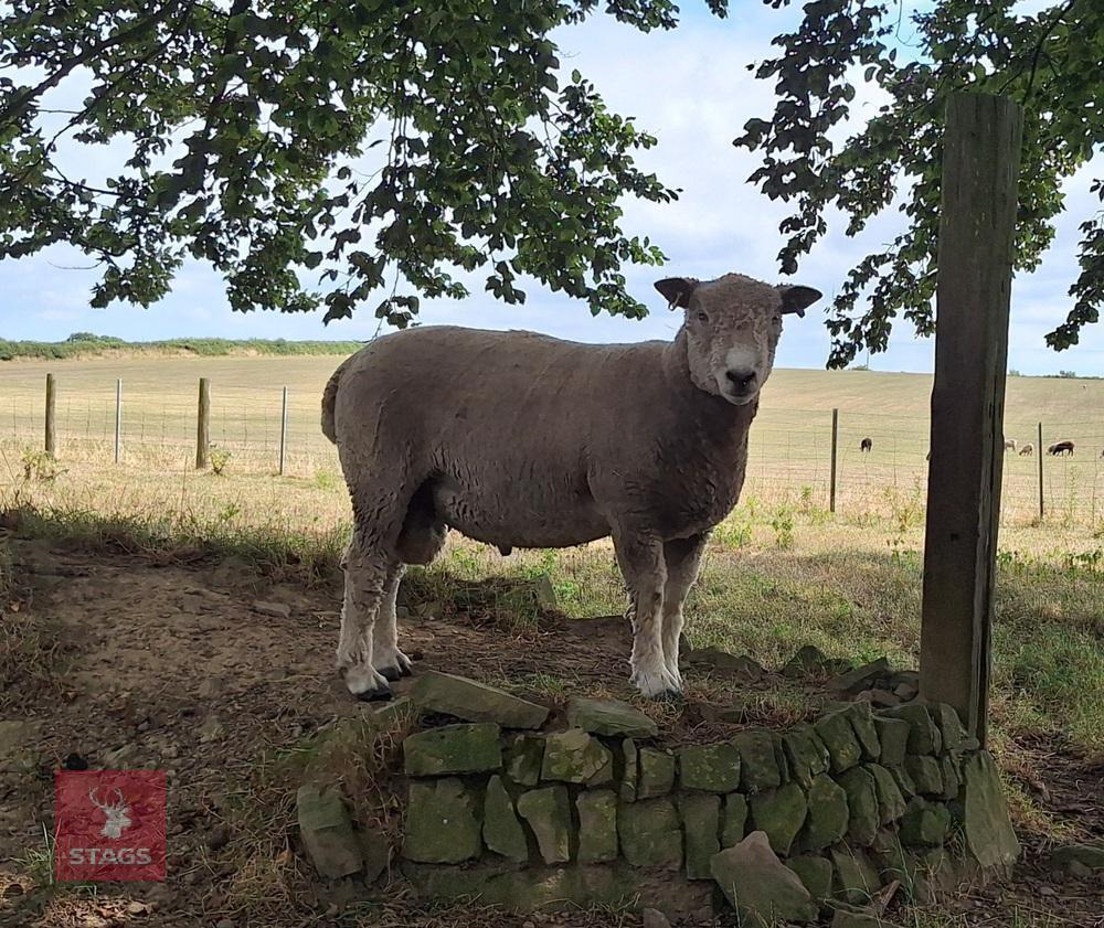RYELAND X COLOURED RYELAND SHEARLING RAM