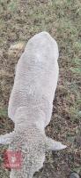RYELAND X COLOURED RYELAND SHEARLING RAM - 5
