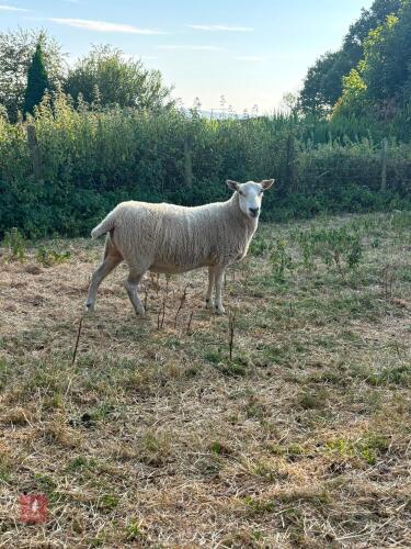 4T CHEVIOT EWE