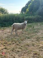 4T CHEVIOT EWE - 2