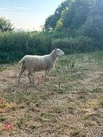 4T CHEVIOT EWE - 3