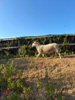 4T CHEVIOT EWE - 4