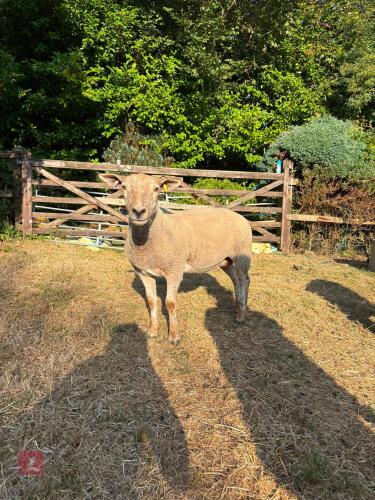 2T BELTEX EWE