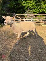 2T BELTEX EWE - 2