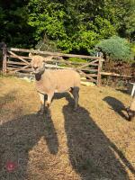 2T BELTEX EWE - 3