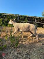 2T BELTEX EWE - 5