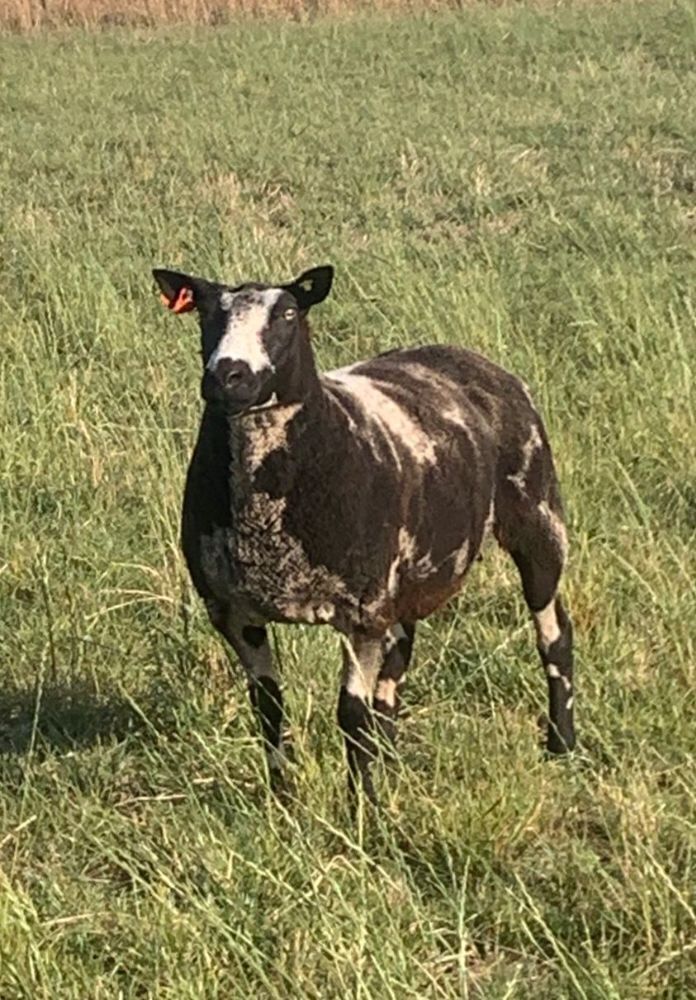 4T DUTCH SPOTTED EWE