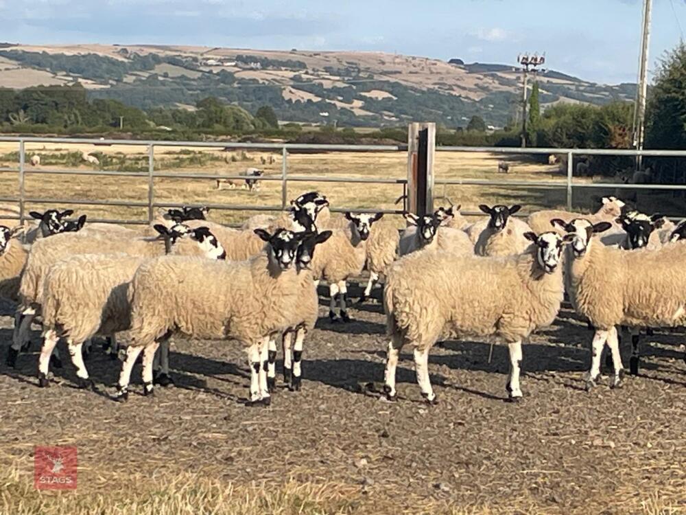 80 NORTH COUNTRY MULE EWE LAMBS - BIDS PER LIFE
