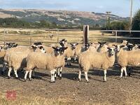 80 NORTH COUNTRY MULE EWE LAMBS - BIDS PER LIFE