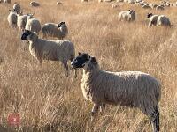 80 NORTH COUNTRY MULE EWE LAMBS - BIDS PER LIFE - 2