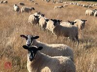 80 NORTH COUNTRY MULE EWE LAMBS - BIDS PER LIFE - 3