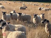 80 NORTH COUNTRY MULE EWE LAMBS - BIDS PER LIFE - 4
