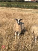 80 NORTH COUNTRY MULE EWE LAMBS - BIDS PER LIFE - 5
