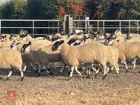 80 NORTH COUNTRY MULE EWE LAMBS - BIDS PER LIFE - 9