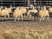 80 NORTH COUNTRY MULE EWE LAMBS - BIDS PER LIFE - 10