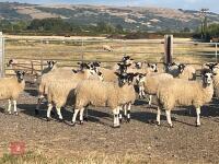 80 NORTH COUNTRY MULE EWE LAMBS - BIDS PER LIFE - 12