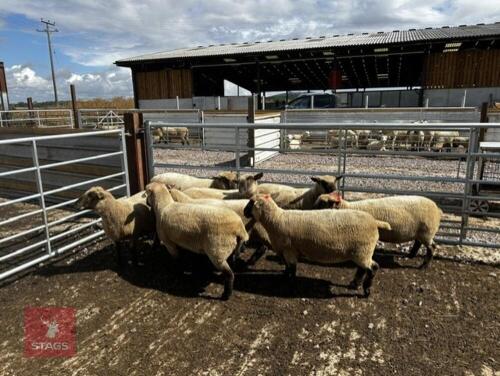 8 FLOCK AGE PEDIGREE DORSET EWES - BIDS PER LIFE