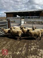 8 FLOCK AGE PEDIGREE DORSET EWES - BIDS PER LIFE - 2