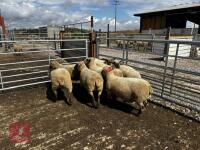 8 FLOCK AGE PEDIGREE DORSET EWES - BIDS PER LIFE - 3