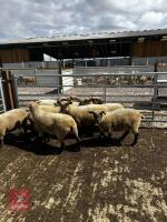 8 FLOCK AGE PEDIGREE DORSET EWES - BIDS PER LIFE - 4