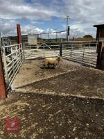 4T PEDIGREE PORTLAND EWE