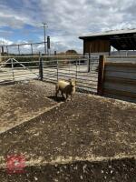 4T PEDIGREE PORTLAND EWE - 2