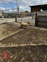 4T PEDIGREE PORTLAND EWE - 3