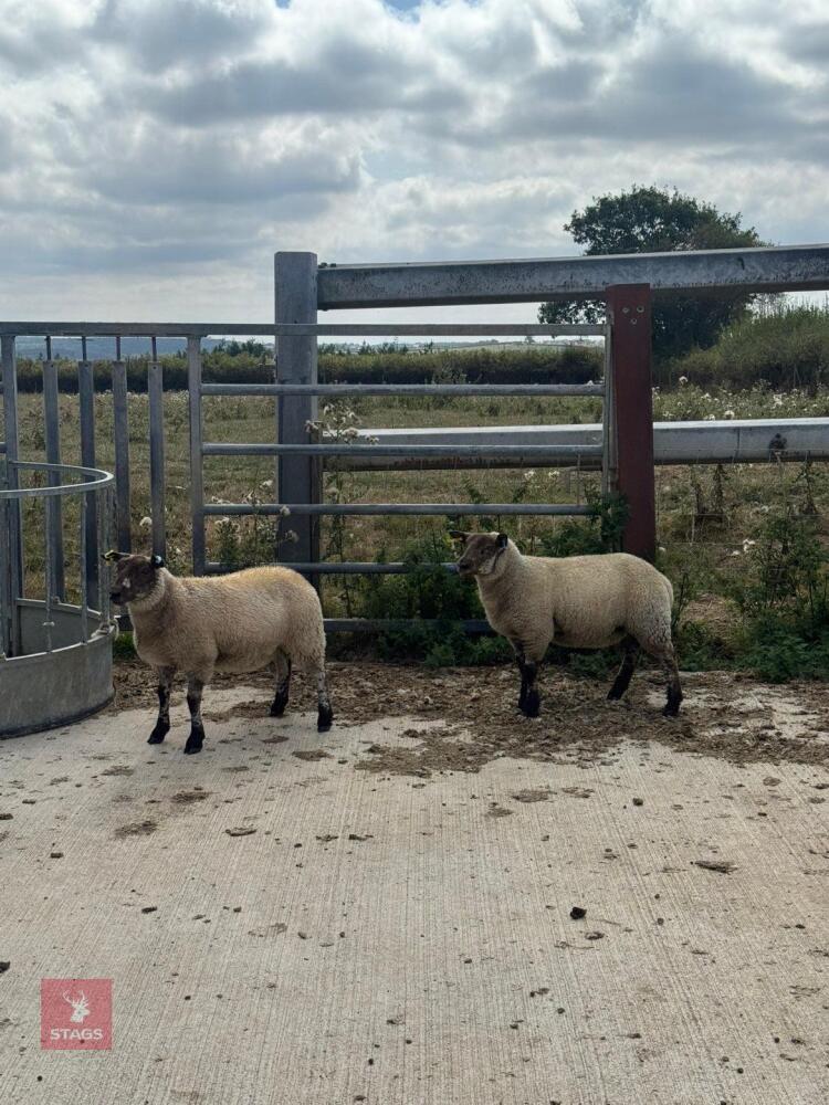 2 SUFFOLK X TEXEL EWE LAMBS - BIDS PER LIFE