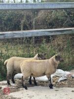 2 SUFFOLK X TEXEL EWE LAMBS - BIDS PER LIFE - 2