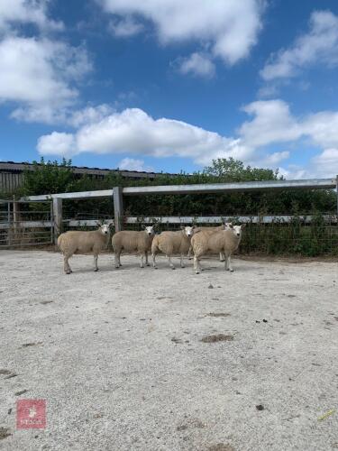 5 TEXEL X MULE EWE LAMBS - BIDS PER LIFE