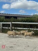 5 TEXEL X MULE EWE LAMBS - BIDS PER LIFE - 2
