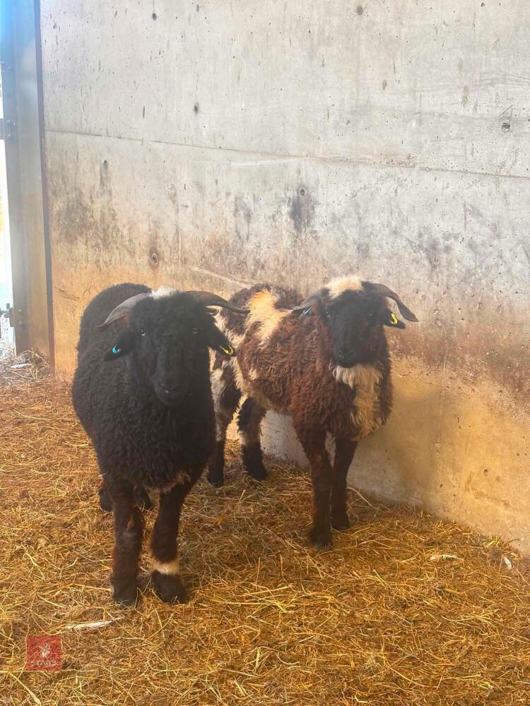 2 X VALAIS BLACKNOSE X 2T EWES - BIDS PER LIFE