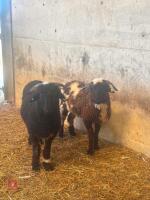 2 X VALAIS BLACKNOSE X 2T EWES - BIDS PER LIFE