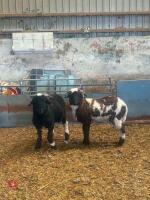 2 X VALAIS BLACKNOSE X 2T EWES - BIDS PER LIFE - 2