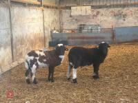 2 X VALAIS BLACKNOSE X 2T EWES - BIDS PER LIFE - 3