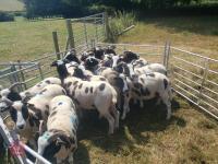 15 X 4T PEDIGREE JACOB EWES - BIDS PER LIFE