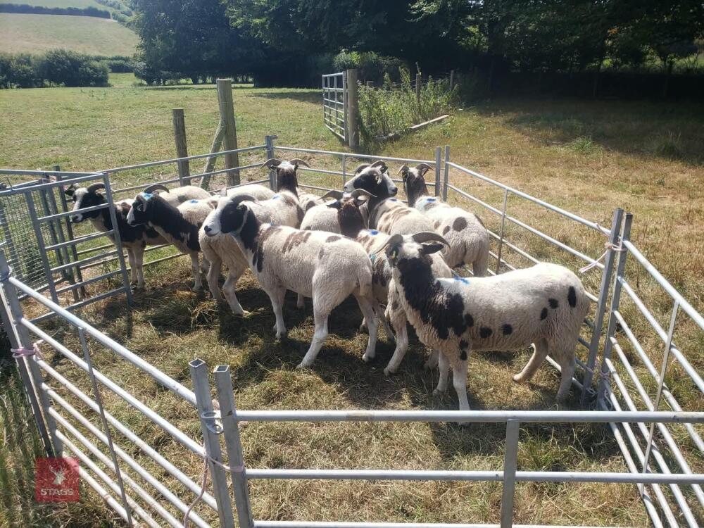 12 X 4T PEDIGREE JACOB EWES - BIDS PER LIFE