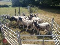 12 X 4T PEDIGREE JACOB EWES - BIDS PER LIFE