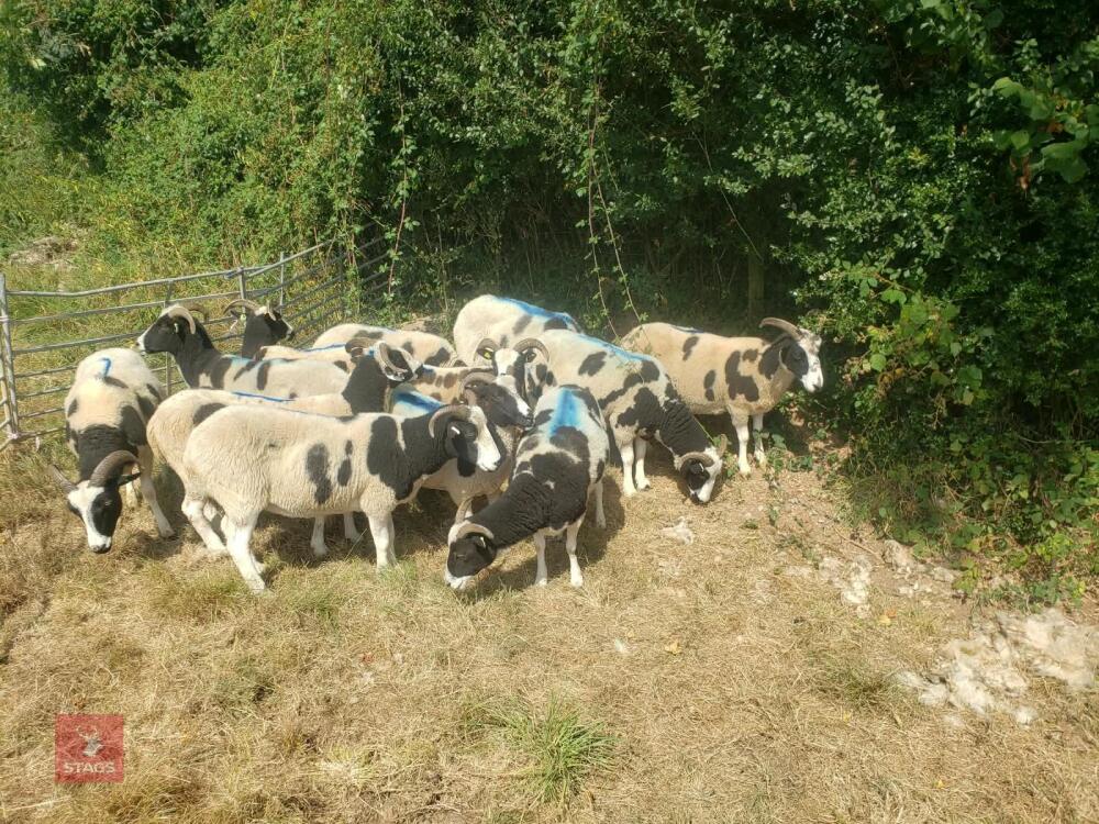 12 FLOCK AGE PEDIGREE JACOB EWES - BIDS PER LIFE