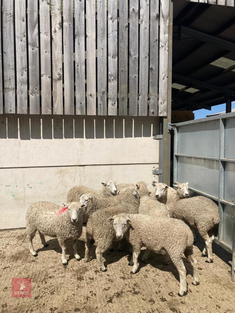 10 WHITE FACE DARTMOOR SHEARLING EWES - BIDS PER LIFE