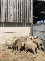 10 WHITE FACE DARTMOOR SHEARLING EWES - BIDS PER LIFE