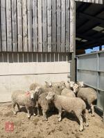10 WHITE FACE DARTMOOR SHEARLING EWES - BIDS PER LIFE - 2