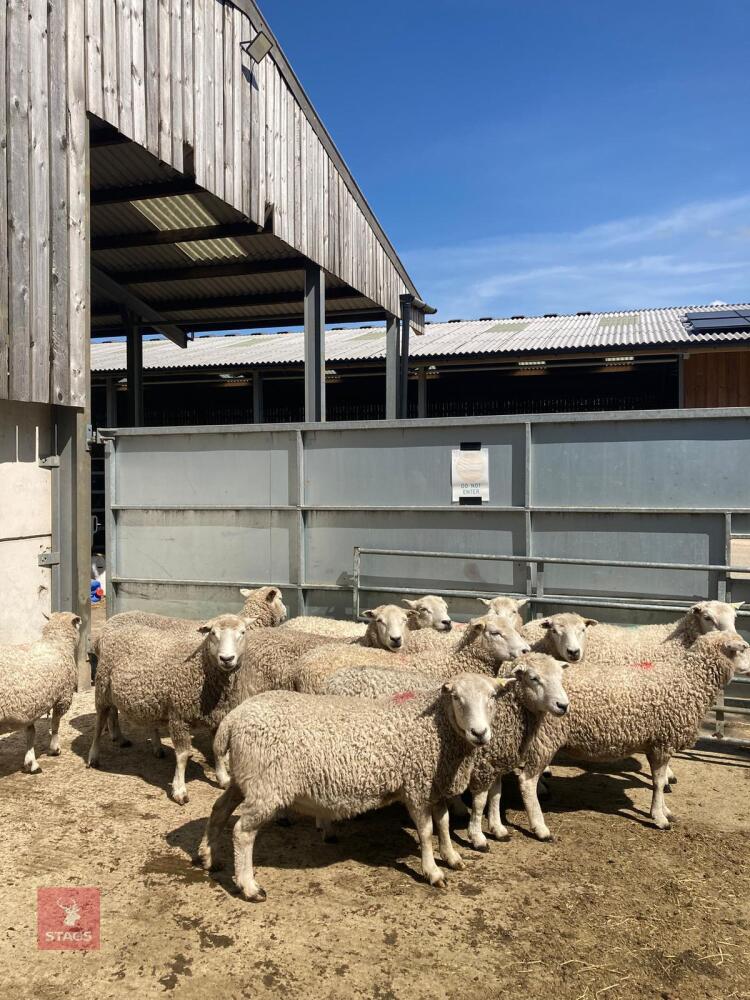 12 WHITE FACE DARTMOOR 6T & FM EWES - BIDS PER LIFE