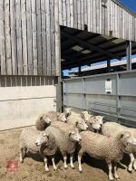 12 WHITE FACE DARTMOOR 6T & FM EWES - BIDS PER LIFE - 3