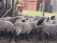 10 SUFFOLK X SHEARLING EWES - BIDS PER LIFE - 4